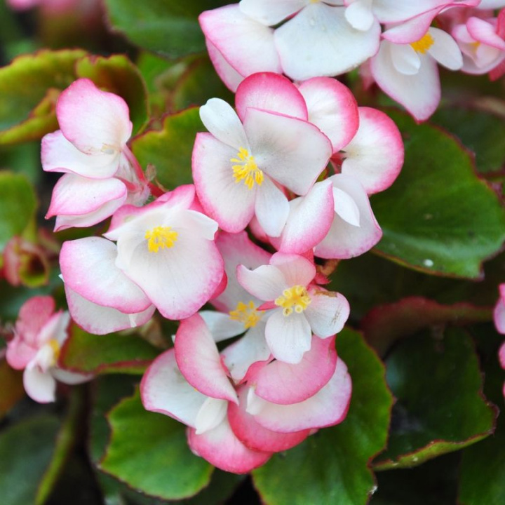 Begonia letnia F1 'Super Olympia Bicolor', duże kwiaty od białych do ciemnoróżowych