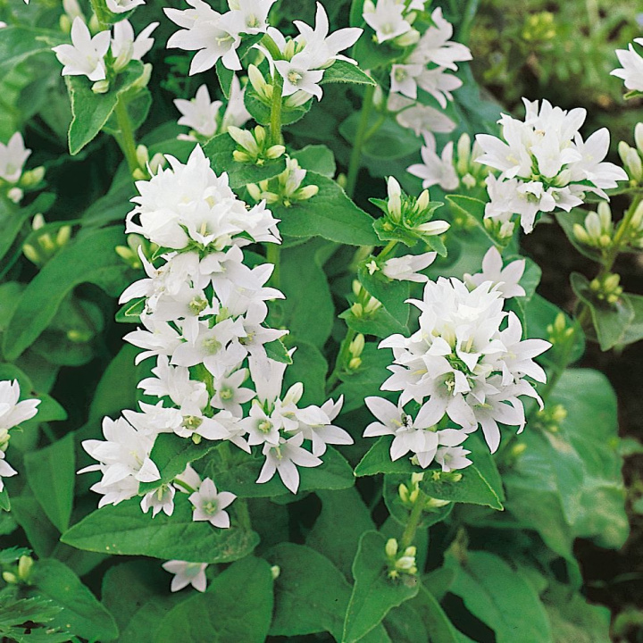 Biała Dzwonkowata 'Alba', niska i gęsta, biało kwitnąca odmiana. Doskonała na tereny pagórkowate