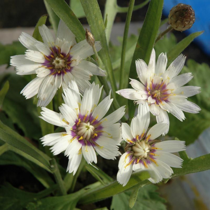 Biała ostróżka trawiasta 'Bicolor' Długie, zielono omszone liście. Białe kwiaty, fioletowo/żółte środki