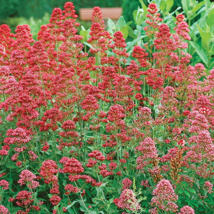 Pipört Wysokie łodygi z czerwonymi kwiatostanami nad silnym, zielonym ulistnieniem.