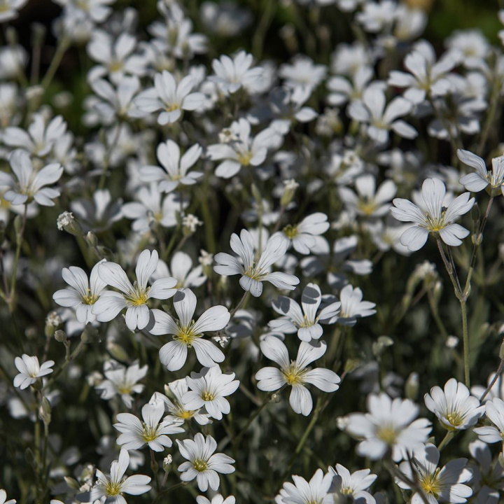 Gęsty silverarv, gatunkę tworzącą mat z srebrzysto-białym ulistnieniem i białymi gwiazdkowatymi kwiatami.