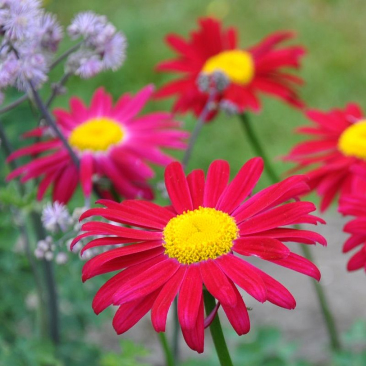 Rosenkrage Duro, duże, ciemnoczerwone kwiaty przypominające stokrotki z żółtym środkiem