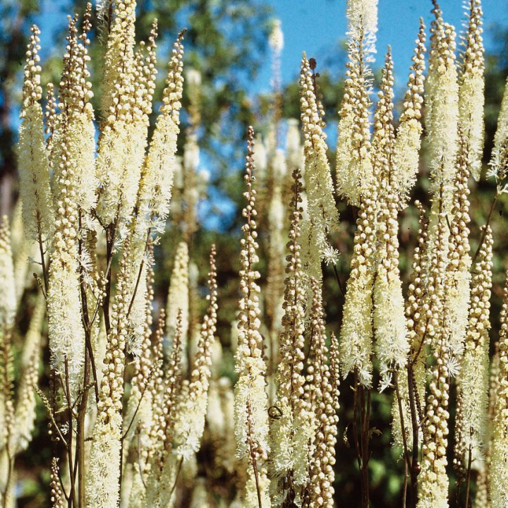 Aruncus dioicus, roślina soliterowa z ciemnozielonymi, trójdzielnymi liśćmi, białe ogromne kwiaty