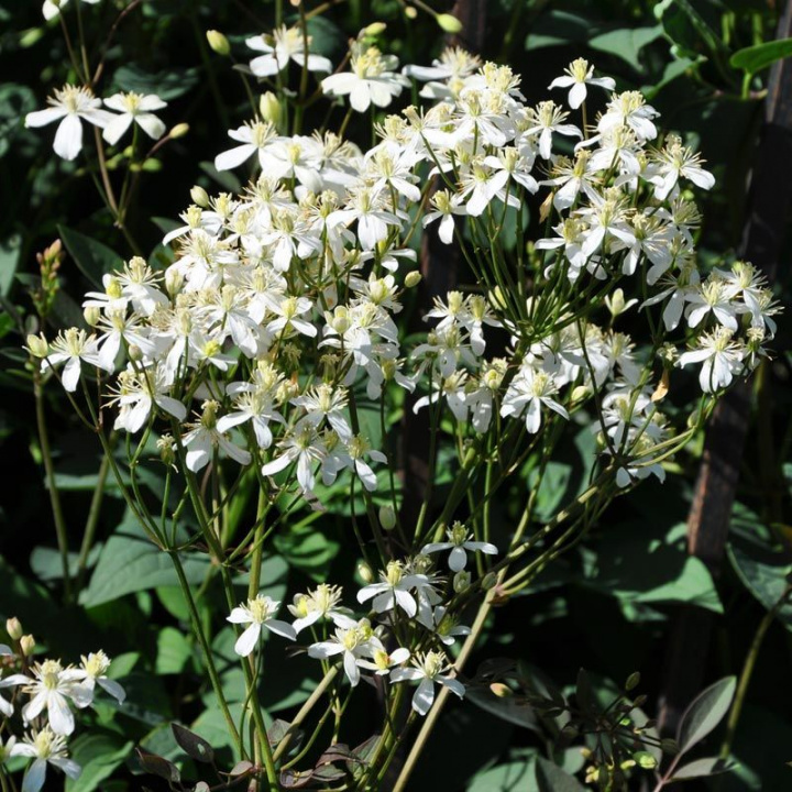 Powojnik twardy, ciemne liście. Gwiaździste, pachnące, białe kwiaty w bujnych gronach