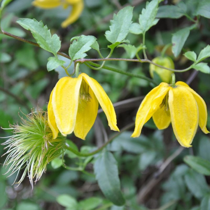 Gullklematis 'Radar Love', Żółte dzwoneczki. Pnącze