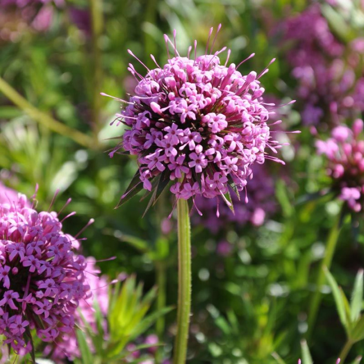 Błyskopląt, różowoczerwone, kuliste kwiatostany w dużej ilości. Ładna roślina do rabaty