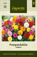 Pompondalia 'Pompon Lilliput', Gęsto wypełnione, w pełni okrągłe kwiaty w różnych kolorach