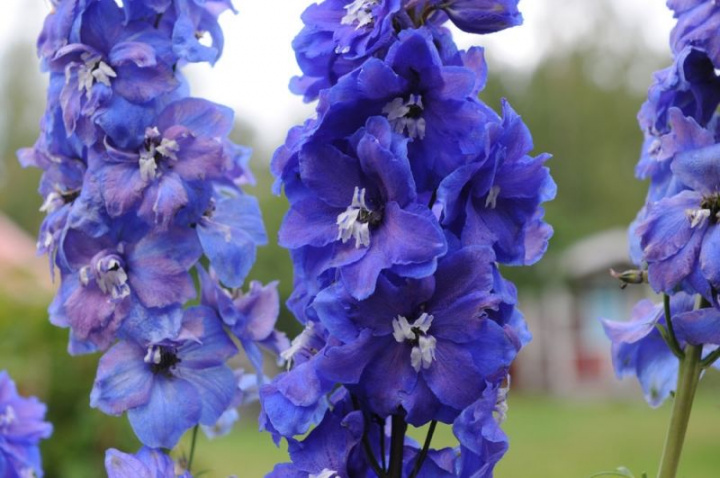 Ostrożeń ogrodowy F1 'Guardian Blue', wysokie, gęste niebieskie kwiatostany, biały środek