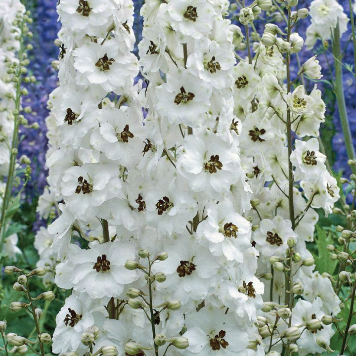 Ostrożeń ogrodowy 'Percival', bardzo wysoki, gęste kwiatostany z białymi kwiatami