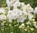 Chiński ostróżka 'Summer Stars', Mnóstwo dużych, śnieżnobiałych, pojedynczych kwiatów w górnych skupiskach nad liśćmi.
