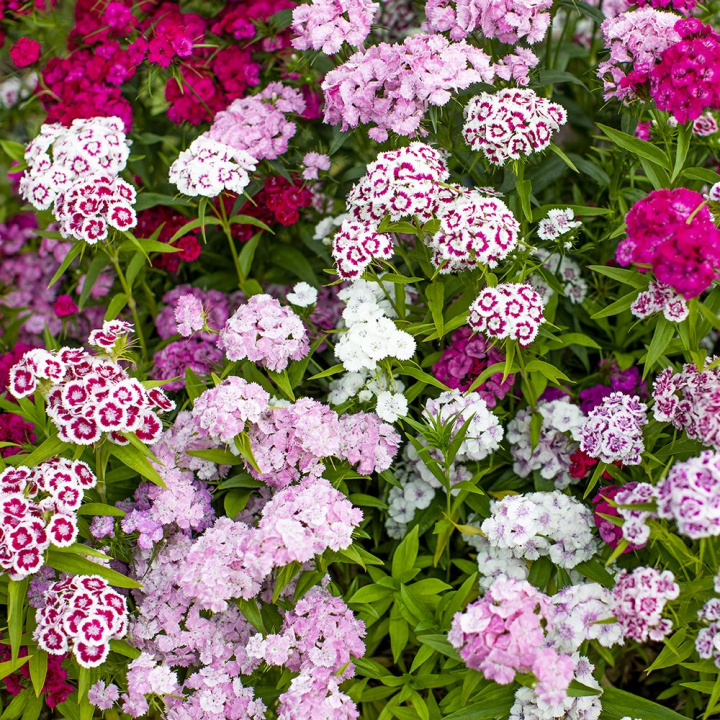 Szczotkowce ''''Pinokio''''