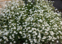 Niezapominajka 'White', Mnóstwo małych białych kwiatów z postrzępionymi brzegami płatków.