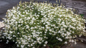 Niezapominajka 'White', Mnóstwo małych białych kwiatów z postrzępionymi brzegami płatków.