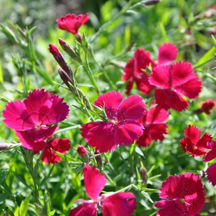 Goździk ogrodowy 'Brilliancy', Gęsto pokrywający mat z dużymi, ciemnoróżowymi kwiatami.