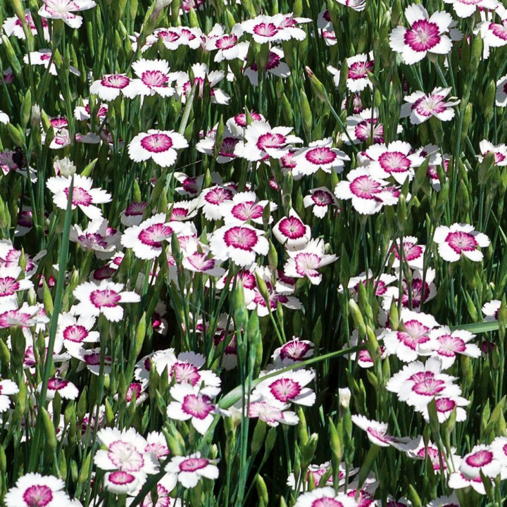 Goździk pierzasty 'Arctic Fire', Czerwone kwiaty z szeroką, białą obwódką. Tworzy dywan.