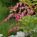 Serduszka, stara, dobrze znana bylina z rzędami zwisających, różowoczerwonych serc.