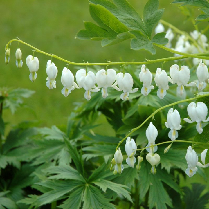 Białe serduszka ogrodowe 'Alba', roślina wiejska. Krzaczasty pokrój z zwisającymi sercami