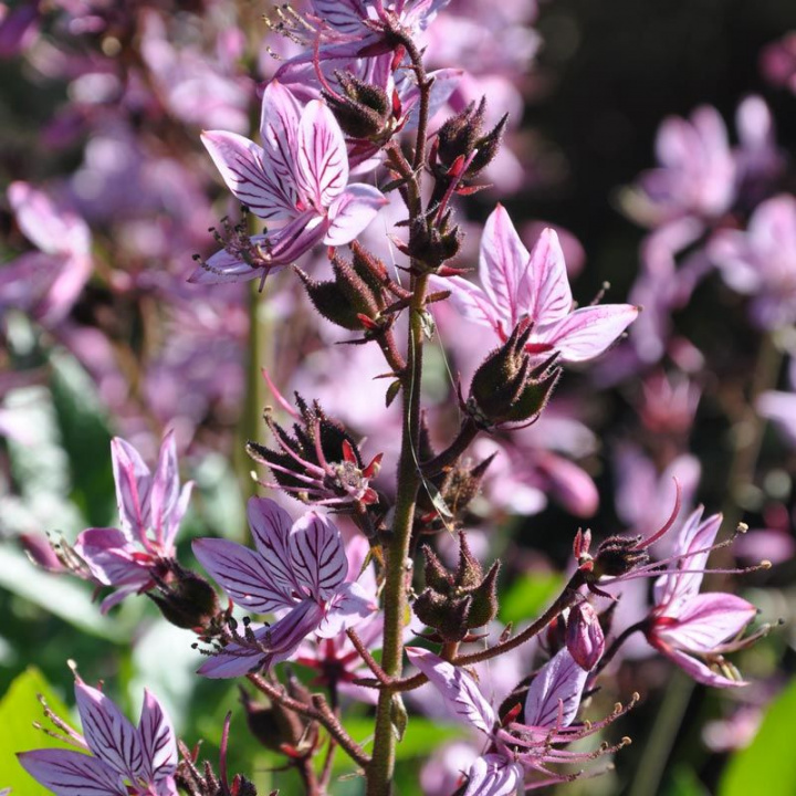 Moses palący krzew, jasnoróżowo-niebieskie kwiatostany nad jasnozielonym listowiem