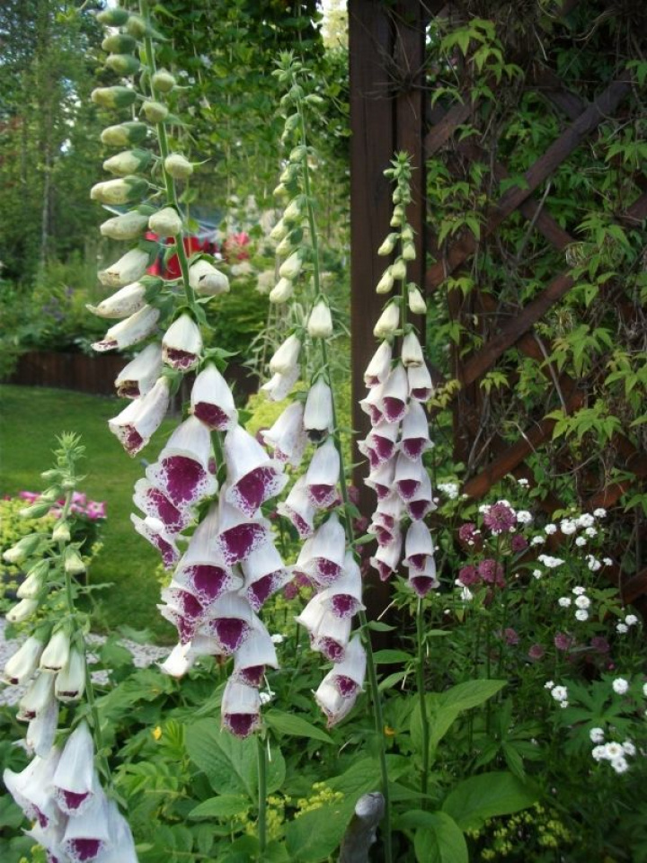 Naparstnica 'Elsie Kelsey', kremowo-białe dzwonki, wewnątrz purpurowo-czerwone