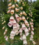 Naparstnica 'Apricot Delight', Wyśmienity dodatek do romantycznych rabatek i większych kompozycji kwiatowych.
