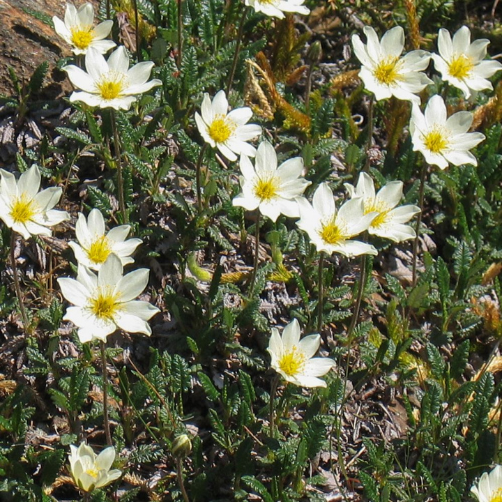 Sasanka alpejska, Zielone liście z szarą spodnią stroną. Małe, białe, podobne do zawilców kwiaty