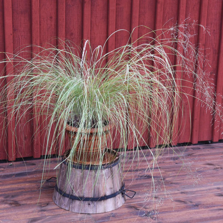 Silvergrass, niebieskozielona trawa w kępach. Kwitnie pod koniec lata pięknymi wiechami