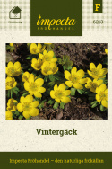 Przebiśnieg, Wczesno kwitnący w jaskrawożółtym kolorze. Pokrywający glebę