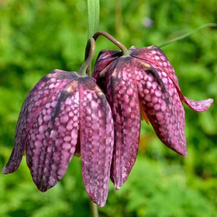 Lilia królewska, zwisające dzwonki, ładnie szachownicowo nakrapiane na purpurowo.