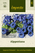 Alpgentiana, roślina alpejska. Ciemnoniebieskie, duże kwiaty w kształcie trąbki. Intensywnie zielone liście.