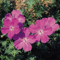 Geranium 'Vision Violet', purpurowo-fioletowe kwiaty. Okrągłe, głęboko klapowane liście.