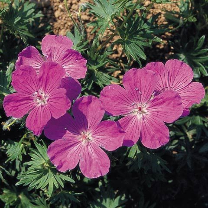 Geranium 'Vision Violet', purpurowo-fioletowe kwiaty. Okrągłe, głęboko klapowane liście.