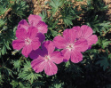 Geranium 'Vision Violet', purpurowo-fioletowe kwiaty. Okrągłe, głęboko klapowane liście.