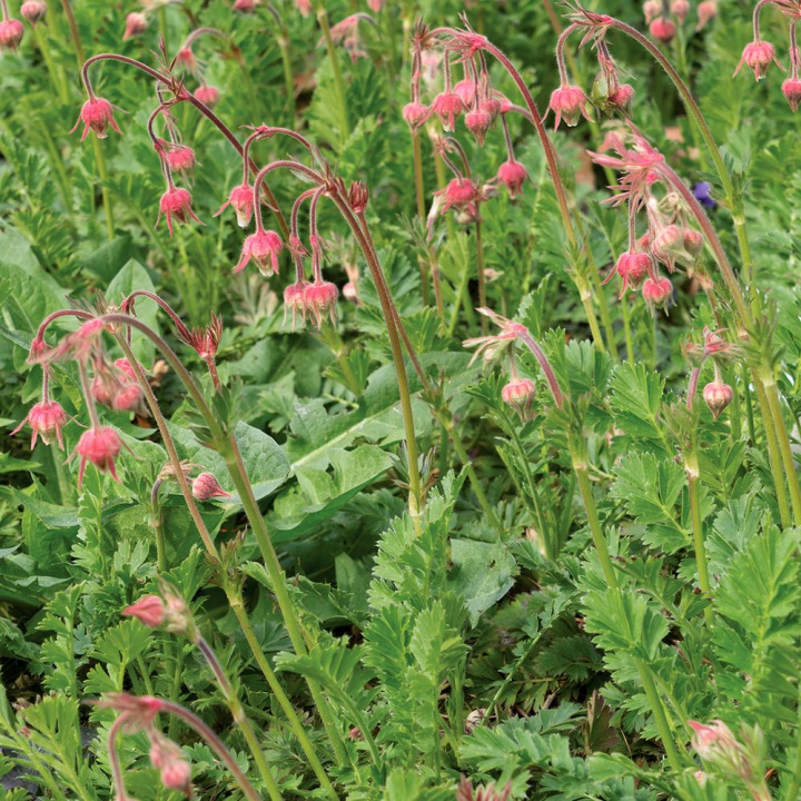Korzeń pierzastej goździkówki, różowe lub białe kwiaty z długimi wyraźnymi pręcikami.