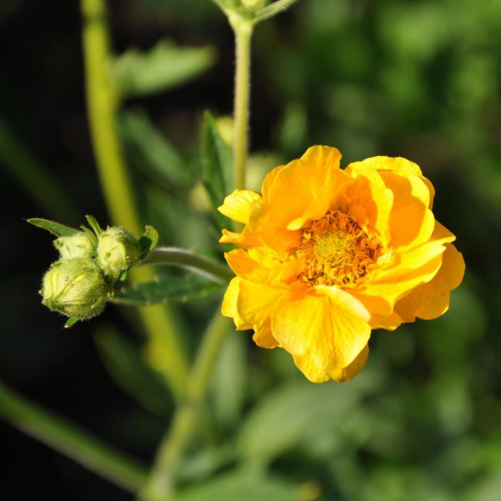 Praktykrot 'Lady Stratheden', złocistożółte, pełne kwiaty. Tworzący kępy liśćie