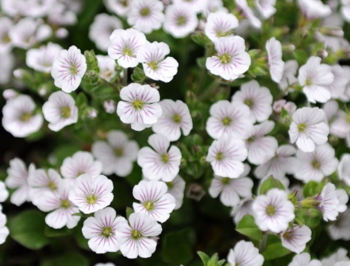 Mattslöja, Nisko rosnący krewniak gipsówki. Białe kwiaty z ciemnoróżowymi żyłkami.