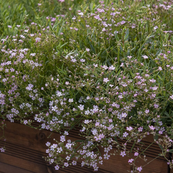 Hängslöja 'Rosea', roślina alpejska. Gęsto tworzy dywan z mnóstwem różowych kwiatów.