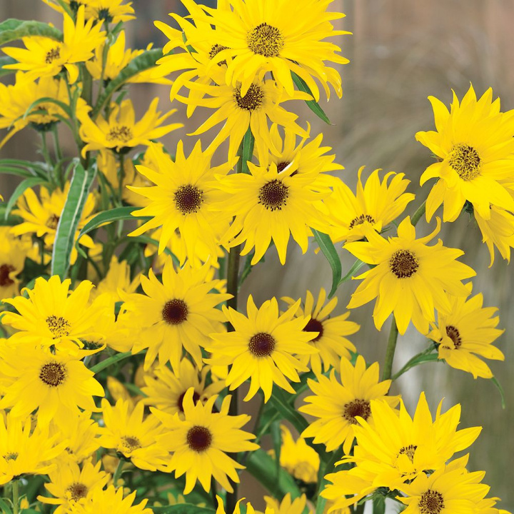 Maximilian Słonecznik, odmiana dziedzictwa kulturowego. Mnóstwo małych, złocistożółtych kwiatów.