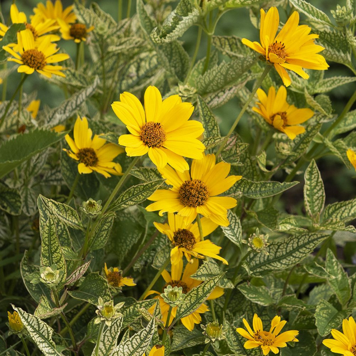 Dagöga ''''Sunburst''''