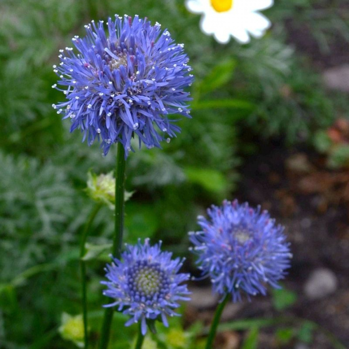 Francuskie niebieskie mnichy Blaulicht, jasnoniebieskie, kuliste, rozgałęzione kwiaty