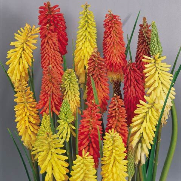 Lilia ognista „Flamenco” Olbrzymie kwiatostany w kolorze koralowej czerwieni i złocistej żółci.