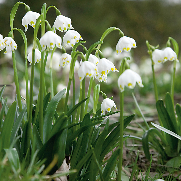 Dzwoneczek zimowy, biały, zwisające dzwoneczki z żółtozielonymi krawędziami i wstążkowatymi liśćmi.