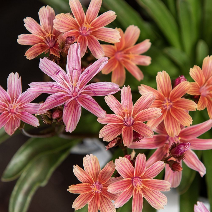 Lewisia 'Little Plum', kwiaty w kształcie gwiazdek w odcieniach różu, koralu i moreli, wszystkie z ciemnym unerwieniem.