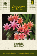 Lewisia 'Little Plum', kwiaty w kształcie gwiazdek w odcieniach różu, koralu i moreli, wszystkie z ciemnym unerwieniem.