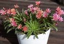 Lewisia 'Little Plum', kwiaty w kształcie gwiazdek w odcieniach różu, koralu i moreli, wszystkie z ciemnym unerwieniem.