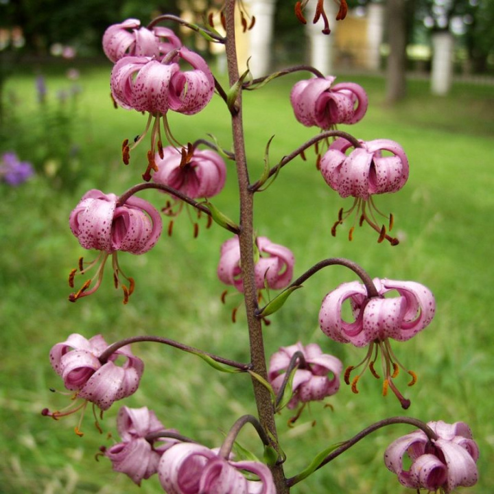 Krollilja, wysokie, mocne łodygi z kilkoma mahoniowoczerwonymi dzwonkami lilijki na każdej
