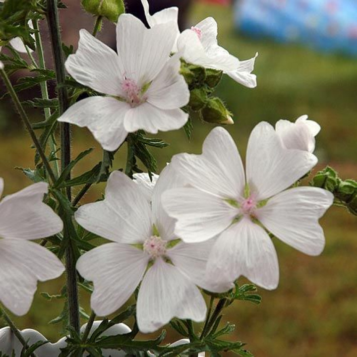 Piżmaczek 'Alba', odmiana o białych kwiatach z większymi kwiatami niż zwykły różowy.