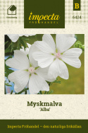 Piżmaczek 'Alba', odmiana o białych kwiatach z większymi kwiatami niż zwykły różowy.