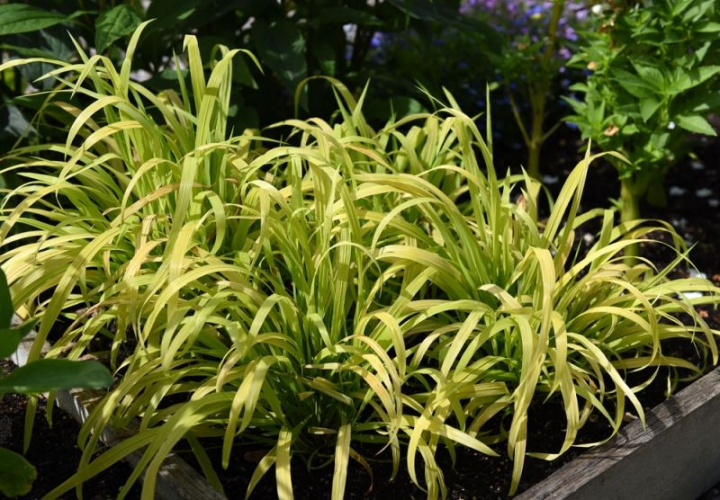 Hässlebrodd Aureum, piękne kępy limonkowozielonych, szerokich liści przechodzących w bardziej żółte