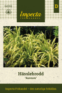Hässlebrodd Aureum, piękne kępy limonkowozielonych, szerokich liści przechodzących w bardziej żółte