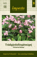 Niezapominajka ogrodowa Victoria Rosea, odmiana o różowych kwiatach i krzaczastym pokroju